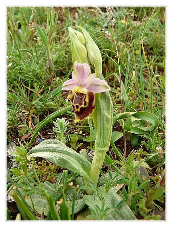 Ophrys apulica